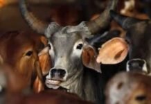 Tamil Nadu Moves Supreme Court Against High Court’s Cow Slaughter Ban Order Supreme Court of India hearing Tamil Nadu government's challenge to the Madras High Court cow slaughter order