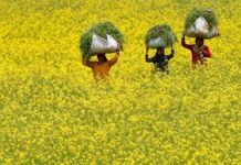 “₹280 Urea Now ₹1200?” — How War Is Hitting Indian Farmers & Food Prices Explained Farmer holding fertiliser bag amid rising prices in India