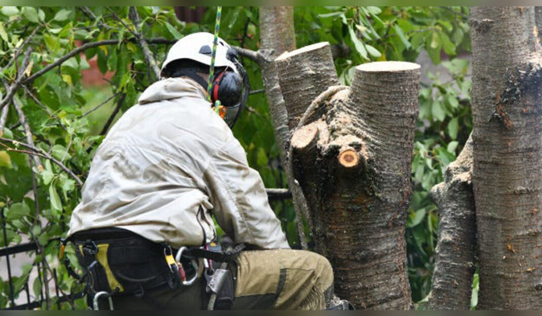 Arboriculture