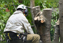 Growing Cities Need Greener Canopies: Why Arboriculture Must Lead India’s Urban Future Arboriculture