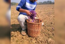 The Last Saffron Generation? Who Will Grow Kashmir’s Saffron? A saffron worker collecting purple saffron flowers in a wicker basket in Pampore, Kashmir.