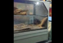 Rat Spotted Eating Snack at Surat Railway Station Stall, Railways Seal Outlet After Viral Video Rat allegedly seen eating snack at Surat railway station food stall