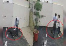 They Went To See A House, But Faced A Pit Bull Attack: Patiala Couple Seriously Injured