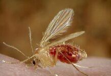Gujarat Tightens Chandipura Virus Surveillance As 35 Cases Confirmed; 22 Child Deaths Raise Concern Gujarat Chandipura Virus Outbreak: Health Department Intensifies Surveillance As Child Death Toll Raises Concern