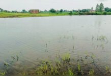 When a Village Comes Together, Water Returns: How Halma Revived Kesarpura’s Pond Kesarpura village pond filled with water after Halma community restoration in Jhabua, Madhya Pradesh