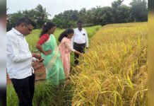 Prolonged Dry Spell Hits Paddy Crop in Sindhudurg; Farmers Fear Heavy Losses District officials inspecting stressed paddy crops in Sindhudurg following a prolonged dry spell and erratic rainfall.